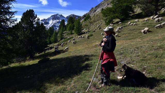 Sortie Parc - Être berger aujourd'hui