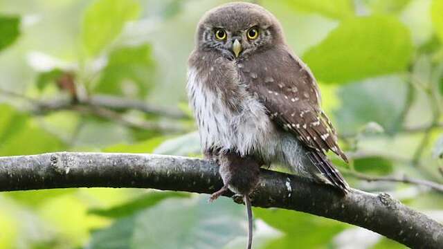 Conférence LPO : enquête chauve-souris et chouettes – Explorez la nuit dans le cadre de l’ABC
