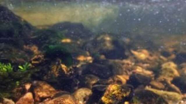 Atelier : La rivière à l'envers (4-6 ans) - Maison du Marais de Lavours
