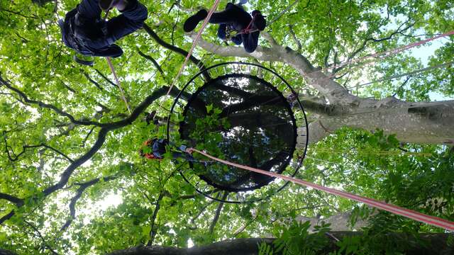 Hêtre en Forez - grimpe d'arbres