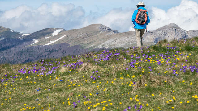 Plateau d'ambel