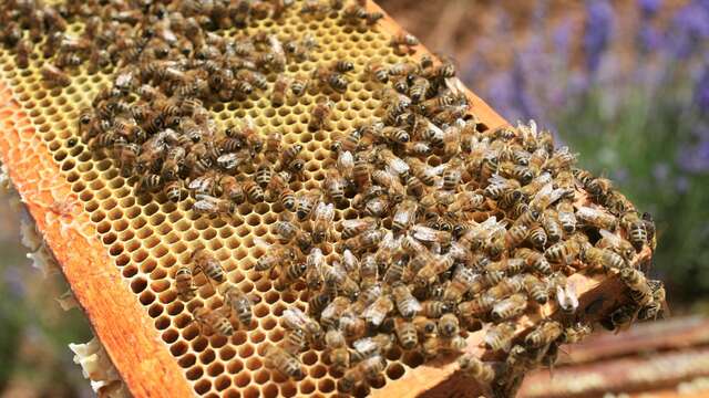 Stage en apiculture "Préparation de l'hivernage"