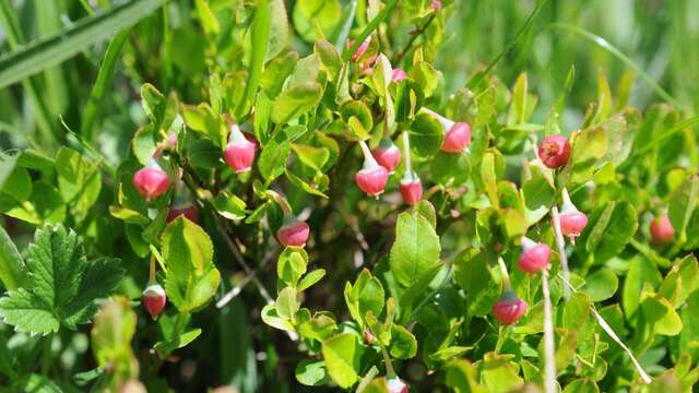 Atelier scientifique : Floraison d'altitude