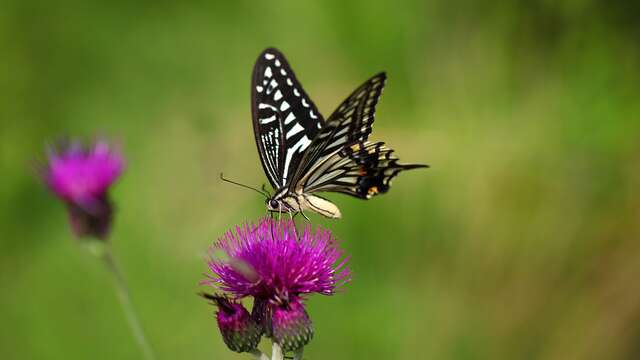 Nature Sens & Liens