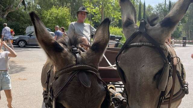 Tours en calèche par les ânes de Maëlia