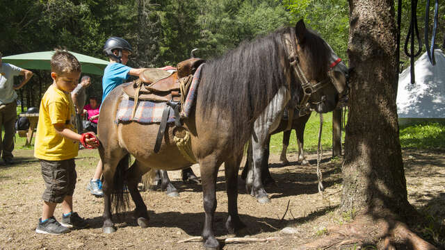 Les poneys du Pontet