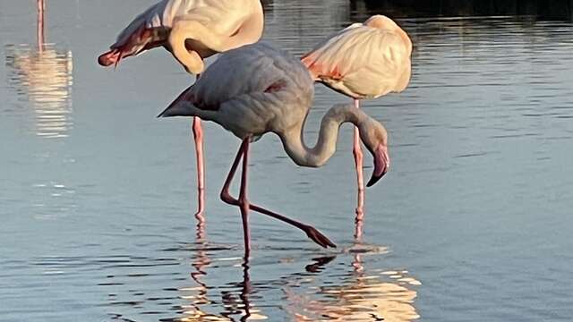 Une journée à votre guise - Journée Camargue