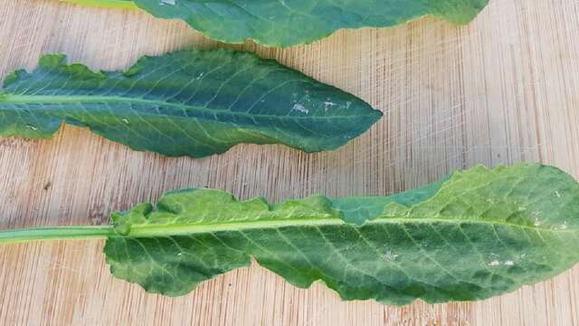 Atelier autour des plantes comestibles