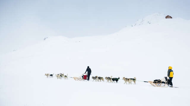 Chiens de traineau avec Takitrek