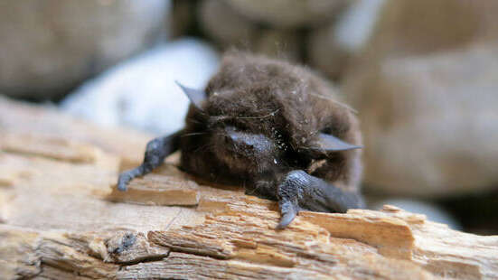 Balade naturaliste : chauve-souris et cie