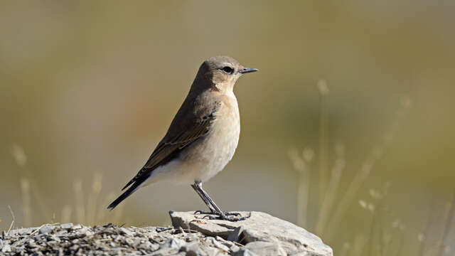 Les oiseaux de l'Authion, d'alpages en forêt