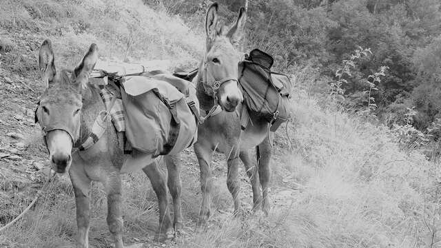 Randonnée facile avec des ânes : traversée 4 jours La Féclaz - Le Mariet