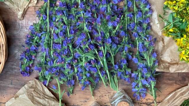 Herbs and remedies workshop - Wacohe