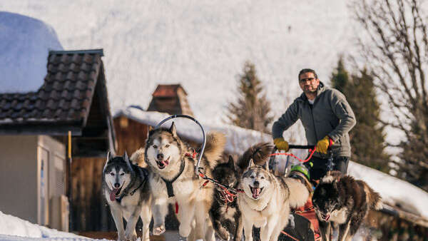 Dog sledding excursion