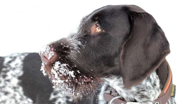 Cani-ski au domaine nordique de Villard Saint Pancrace