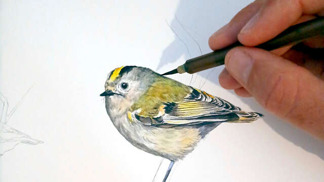 LE CHÂTEAU INVITE : Jessica Cognard - Dessine-moi un animal sauvage