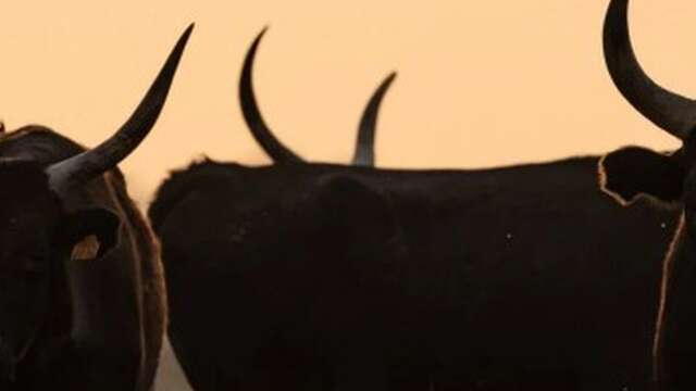 à la rencontre des Cocardiers de Méjanes