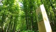 Bois des Ussiaux