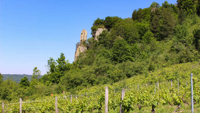 Les sens de la vigne - Vignoble Pellerin
