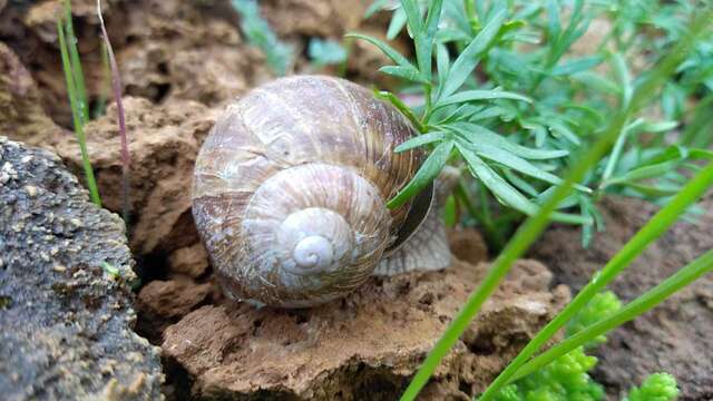 Atelier scientifique - À la recherche des escargots du Lautaret