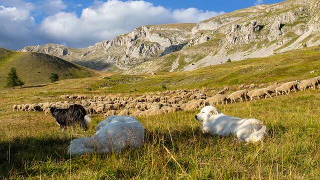 Rencontre pastoralisme avec une gardienne de troupeaux