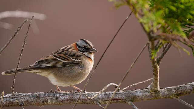 Pâte fimo oiseau - atelier