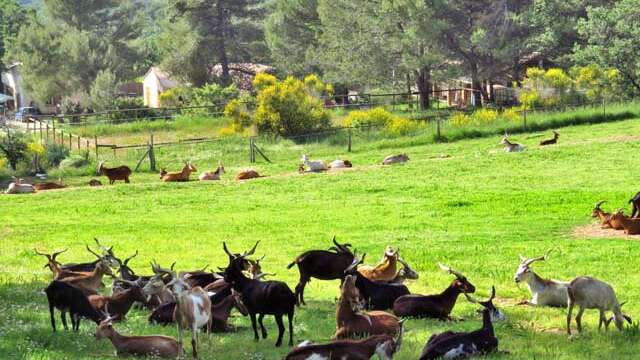 La Pastorale du Regagnas