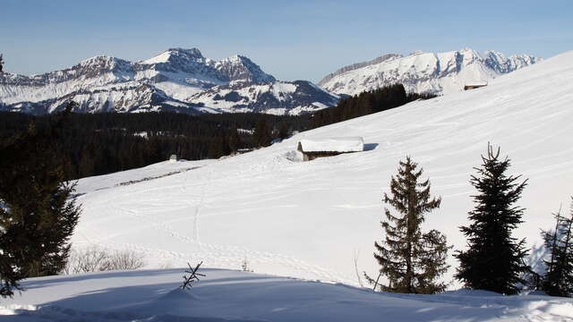 La forêt de Covetan