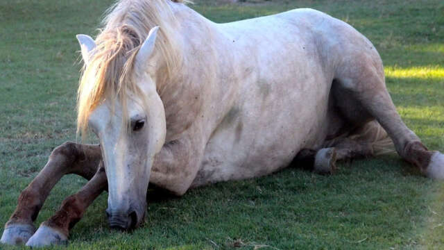 Les gîtes et chambres d'hôtes de la bergerie d'Alivon
