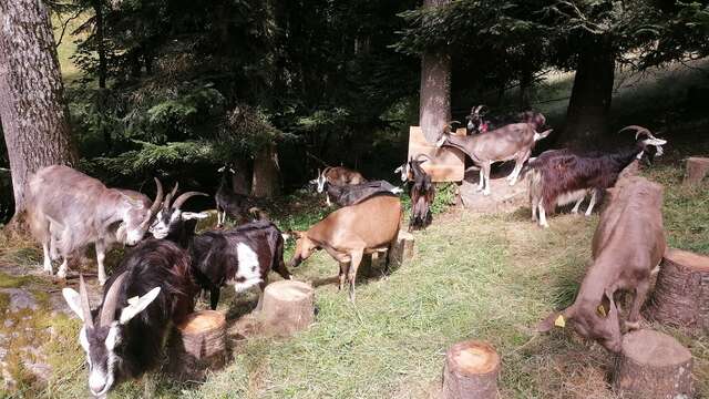 La Ferme des Pommeaux Blancs