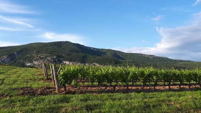 Domaine Trichon