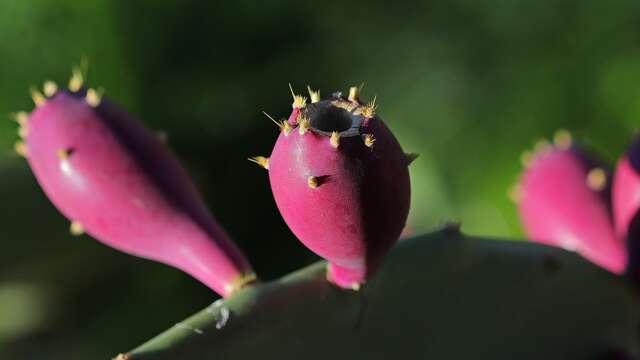 Conférence environnement : "Des espèces exotiques envahissantes "