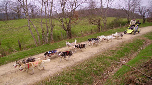 Chiens de traîneaux - Dubost nature