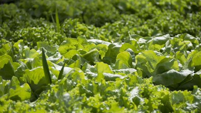 Le potager de Lolo
