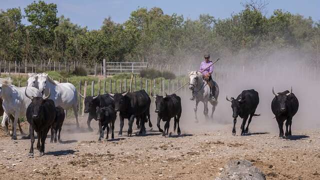 Arles : Le chemin des taureaux et de la vigne