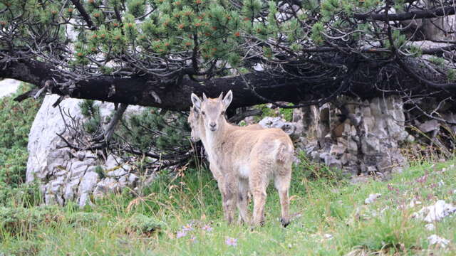 Randonnée observation de la faune