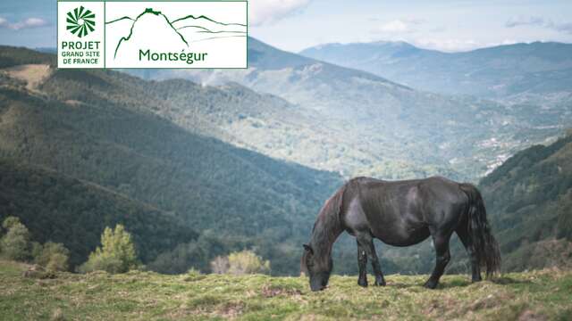 Descente des Gorges de la Frau avec les chevaux de mérens