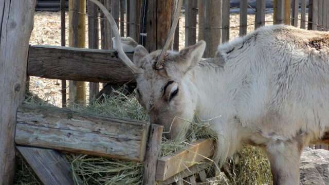 La Ferme du Père Noël