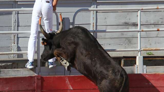 Féria de Pâques - Course Camarguaise