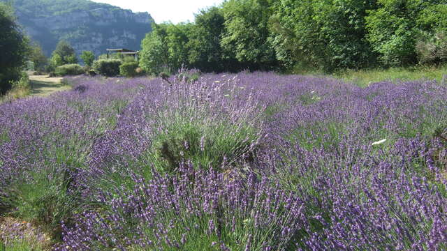 Lavanderaie de Marie - Source Parfumée