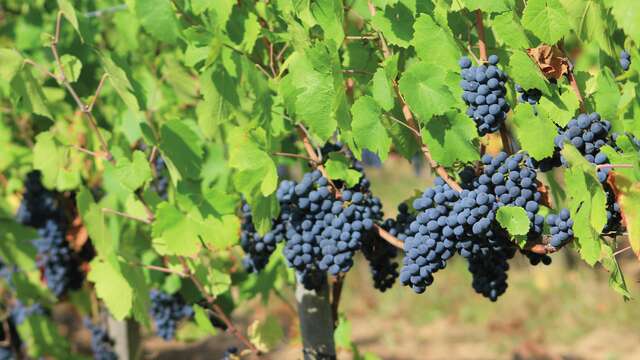 Balade La Clef des champs - Saint-Alban-les-Eaux