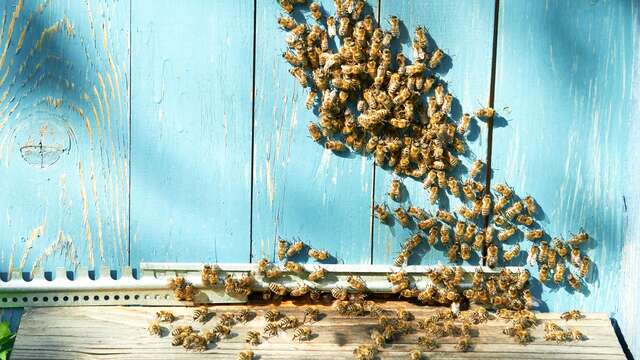 Atelier le théâtre des abeilles  par l'Abeille de Ré