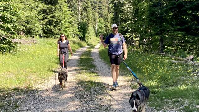 Cani-rando ENTRE CHIEN ET LOUP