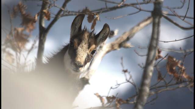 Balade raquettes accompagnée "Les chamois"