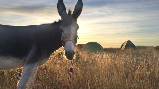 Randonnée avec des ânes