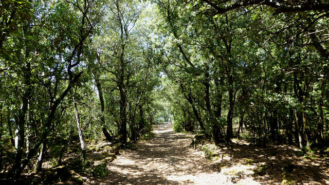 Tour du plateau de Ganagobie
