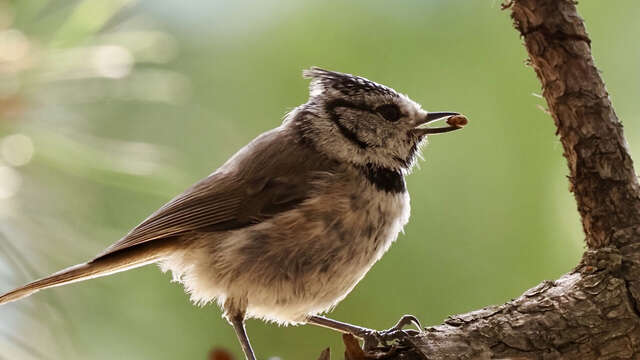 Conférence : Quel est donc cet oiseau ?