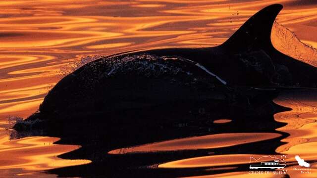 Croisière : Dauphins & coucher de soleil | La Croix du Sud V