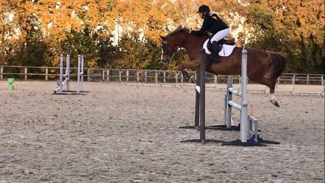 Riding lessons (shetland, pony, horse) at the Écuries de Loix