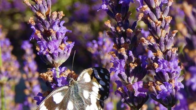 Soirée faune flore dans la lavande - Lavanderaie des Hautes Baronnies